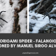Origami Spider – Falangio Designed by Manuel Sirgo Alvarez
