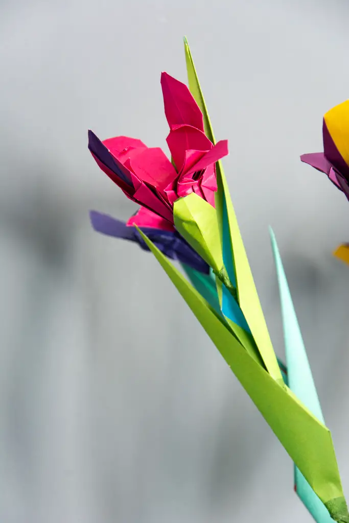 dutch iris (6 of 8)