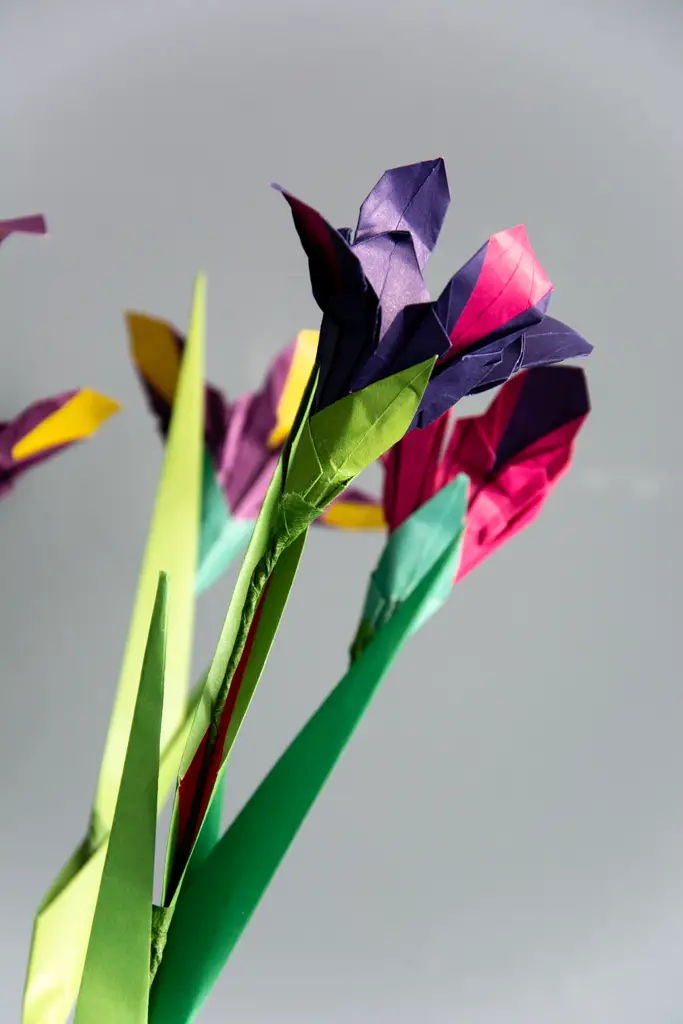 dutch iris (7 of 8)